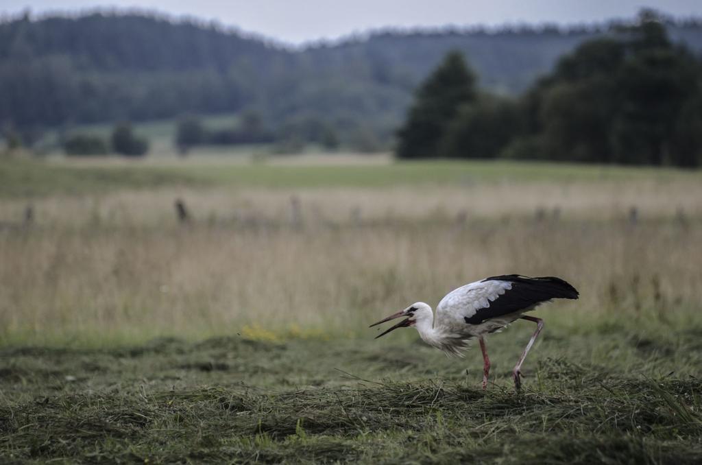 Agropensjonat Stręgielek Kültér fotó